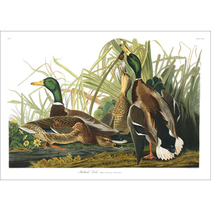 Mallard Duck Print by John Audubon