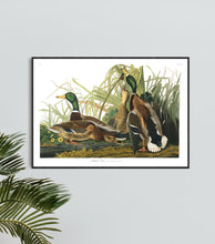 Load image into Gallery viewer, Mallard Duck Print by John Audubon