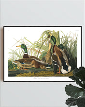 Load image into Gallery viewer, Mallard Duck Print by John Audubon