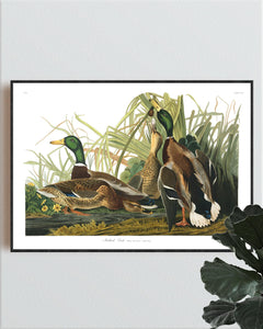 Mallard Duck Print by John Audubon