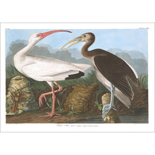 Load image into Gallery viewer, White Ibis Print by John Audubon