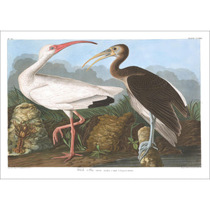 White Ibis Print by John Audubon