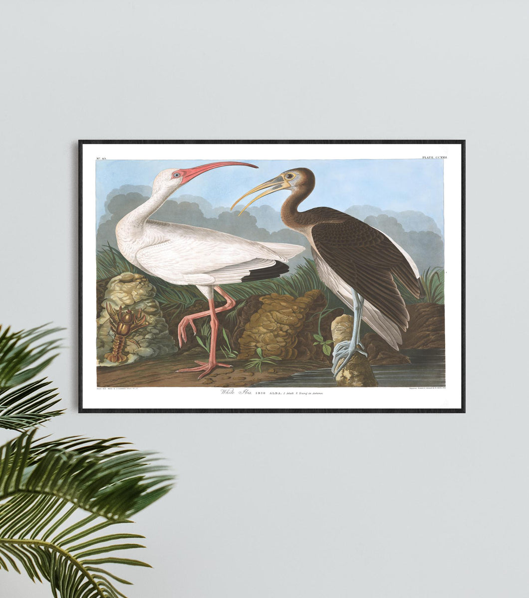 White Ibis Print by John Audubon