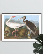 Load image into Gallery viewer, White Ibis Print by John Audubon