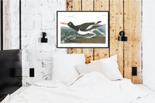 Load image into Gallery viewer, Pied Oyster Catcher Print by John Audubon