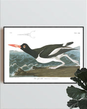 Load image into Gallery viewer, Pied Oyster Catcher Print by John Audubon
