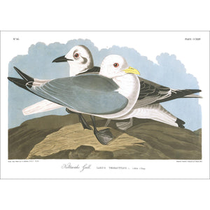 Kittiwake Gull Print by John Audubon