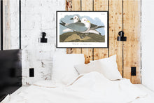 Load image into Gallery viewer, Kittiwake Gull Print by John Audubon