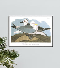 Load image into Gallery viewer, Kittiwake Gull Print by John Audubon