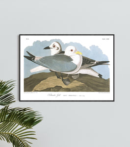 Kittiwake Gull Print by John Audubon