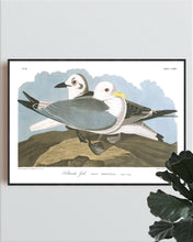 Load image into Gallery viewer, Kittiwake Gull Print by John Audubon