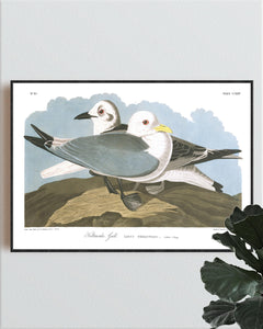 Kittiwake Gull Print by John Audubon