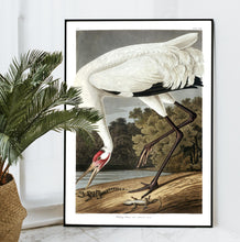 Load image into Gallery viewer, Hooping Crane Print by John Audubon