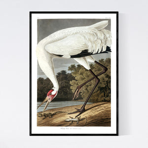 Hooping Crane Print by John Audubon