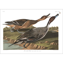 Load image into Gallery viewer, Pin Tailed Duck Print by John Audubon