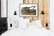 Load image into Gallery viewer, Pin Tailed Duck Print by John Audubon