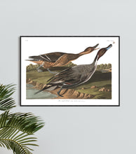 Load image into Gallery viewer, Pin Tailed Duck Print by John Audubon