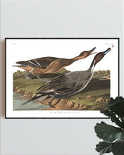 Load image into Gallery viewer, Pin Tailed Duck Print by John Audubon