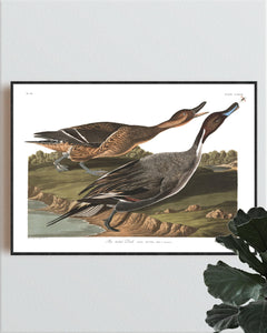 Pin Tailed Duck Print by John Audubon