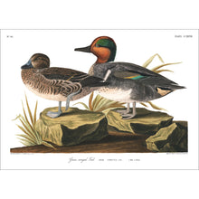 Load image into Gallery viewer, Green Winged Teal Print by John Audubon