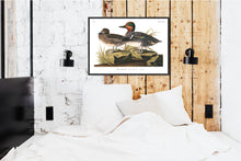 Load image into Gallery viewer, Green Winged Teal Print by John Audubon