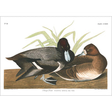 Load image into Gallery viewer, Scaup Duck Print by John Audubon