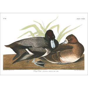 Scaup Duck Print by John Audubon