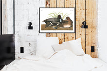 Load image into Gallery viewer, Scaup Duck Print by John Audubon
