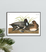Load image into Gallery viewer, Scaup Duck Print by John Audubon