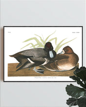 Load image into Gallery viewer, Scaup Duck Print by John Audubon