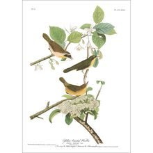 Load image into Gallery viewer, Yellow-Breasted Warbler Print by John Audubon