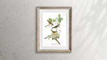 Load image into Gallery viewer, Yellow-Breasted Warbler Print by John Audubon