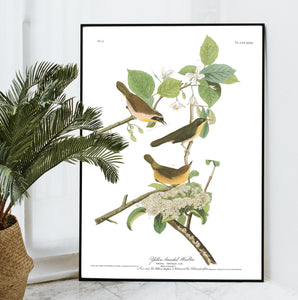 Yellow-Breasted Warbler Print by John Audubon