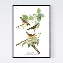 Load image into Gallery viewer, Yellow-Breasted Warbler Print by John Audubon