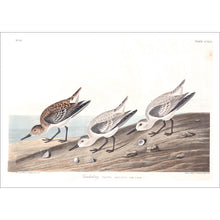 Load image into Gallery viewer, Sanderling Print by John Audubon