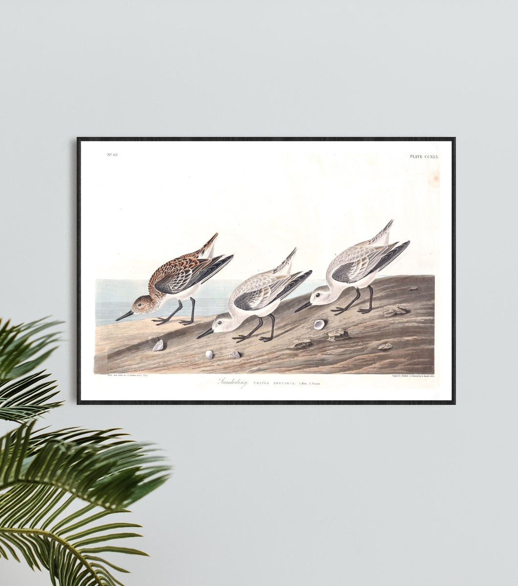 Sanderling Print by John Audubon
