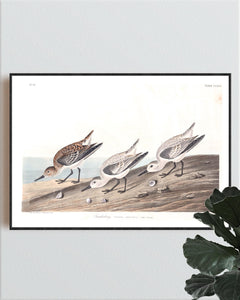 Sanderling Print by John Audubon
