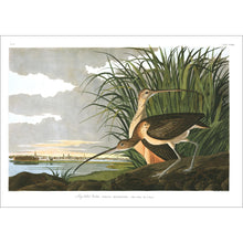 Load image into Gallery viewer, Long-Billed Curlew Print by John Audubon
