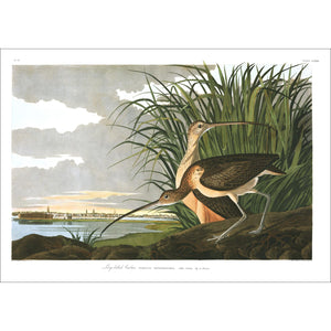 Long-Billed Curlew Print by John Audubon