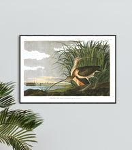 Load image into Gallery viewer, Long-Billed Curlew Print by John Audubon
