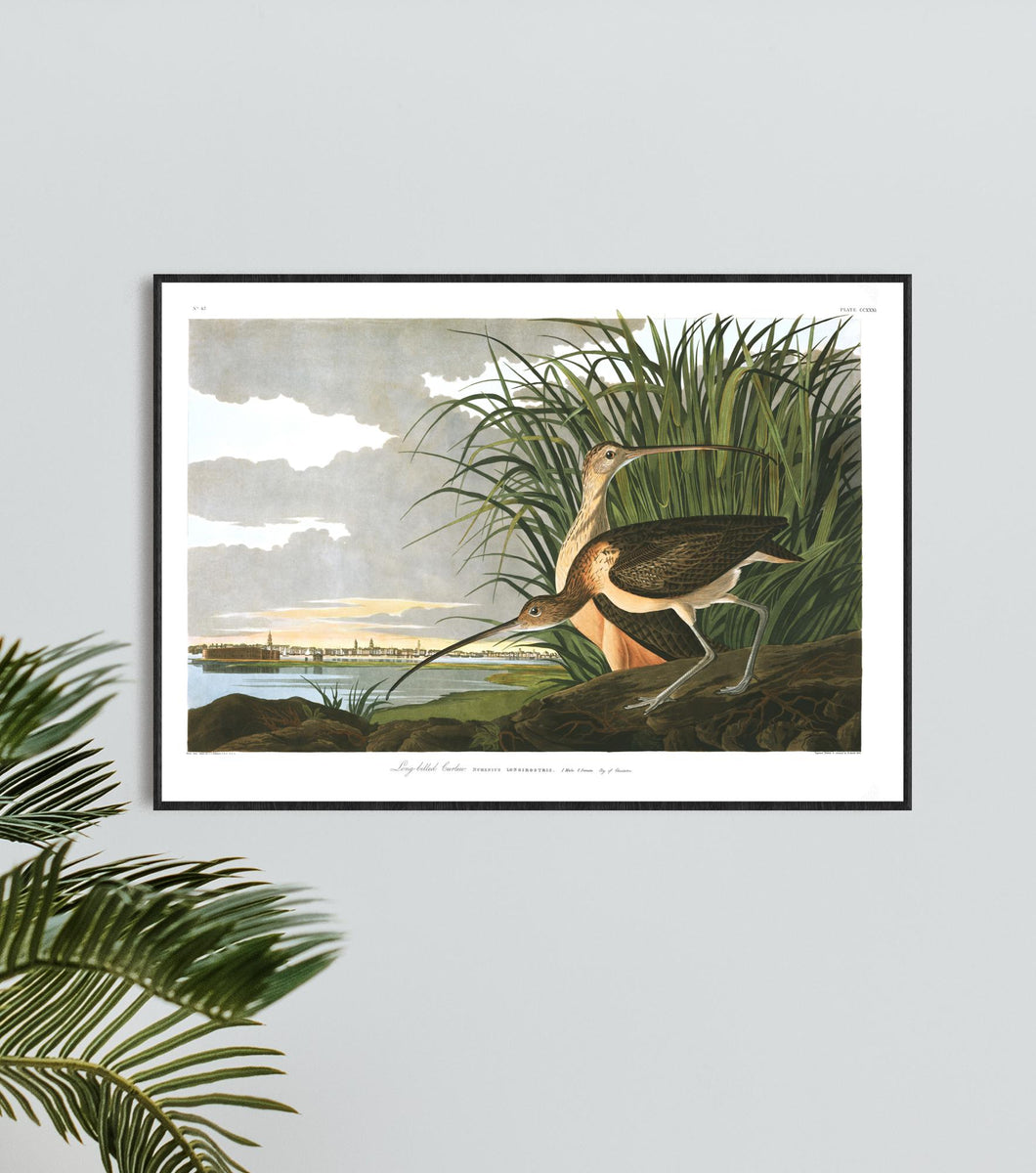 Long-Billed Curlew Print by John Audubon