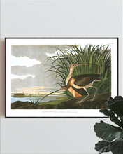 Load image into Gallery viewer, Long-Billed Curlew Print by John Audubon