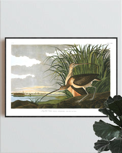 Long-Billed Curlew Print by John Audubon