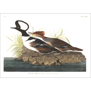 Hooded Merganser Print by John Audubon