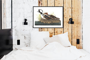 Hooded Merganser Print by John Audubon