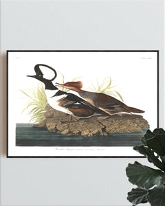 Hooded Merganser Print by John Audubon