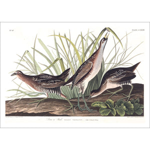 Sora or Rail Print by John Audubon