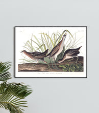 Load image into Gallery viewer, Sora or Rail Print by John Audubon
