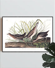 Load image into Gallery viewer, Sora or Rail Print by John Audubon