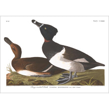 Load image into Gallery viewer, Ring-Necked Duck Print by John Audubon